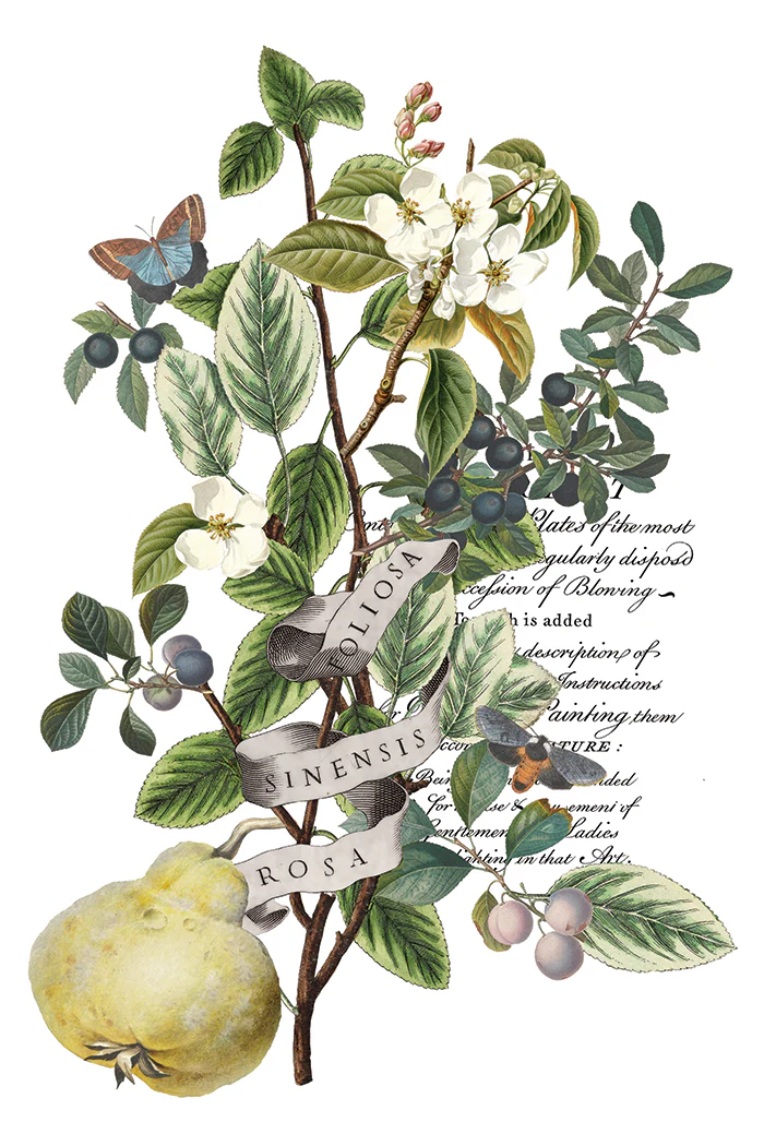 Transfer Clementine - 20x30cm - Imagem 5